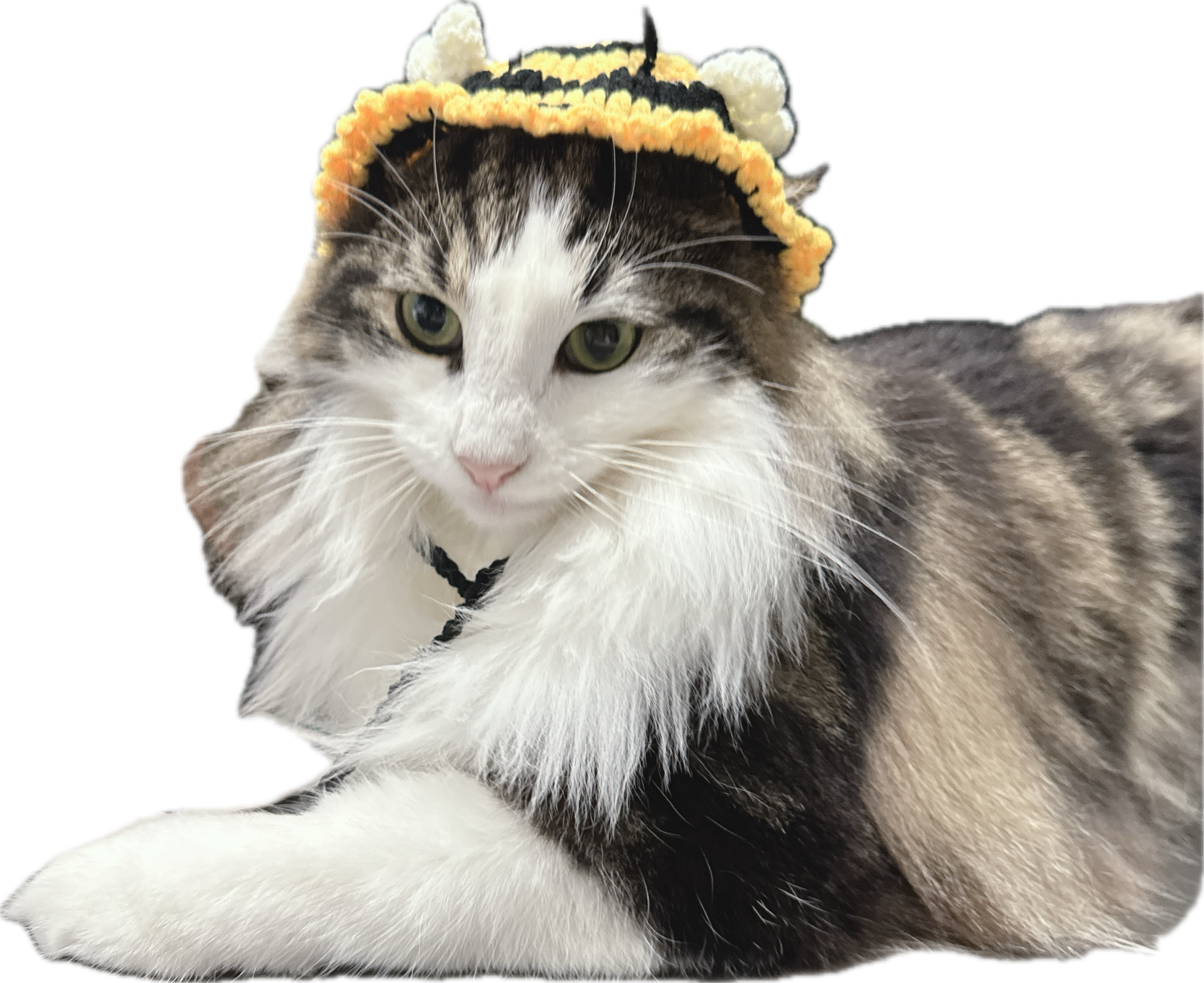 🐝